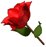 rose de lamour